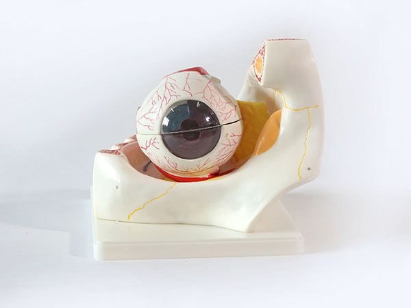 眼構(gòu)造模型帶眼眶